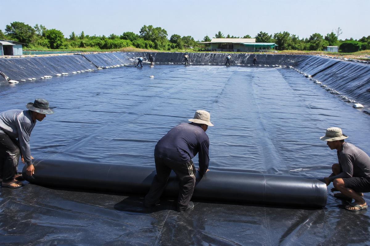 High density PVC fish pond liners being laid at an aquaculture site