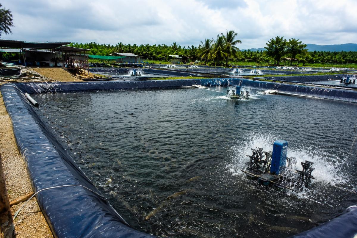 PVC fish pond liner installed in an active aquaculture farm